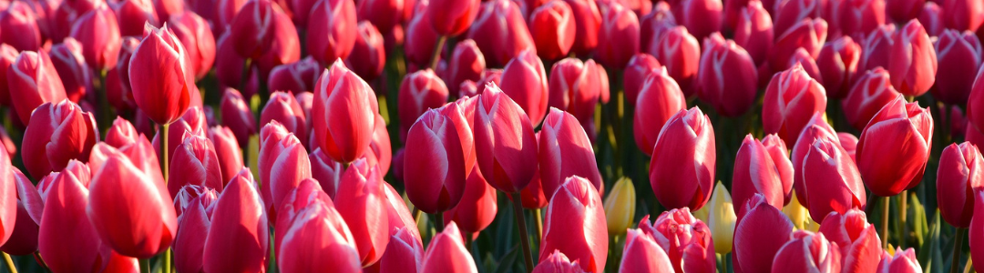 tulips in holland michigan